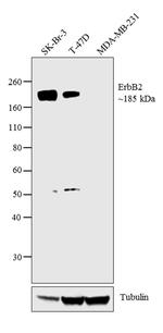 ErbB2 (HER-2) Antibody