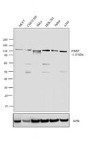 PARP1 Antibody in Western Blot (WB)