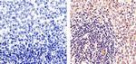 PARP1 Antibody in Immunohistochemistry (Paraffin) (IHC (P))