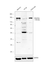 PDGFRA Antibody in Western Blot (WB)