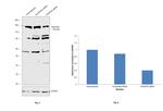 PDGFRA Antibody in Western Blot (WB)