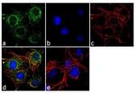 PDGFRA Antibody in Immunocytochemistry (ICC/IF)