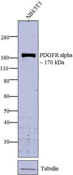 PDGFRA Antibody in Western Blot (WB)