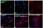 Lysozyme Antibody in Immunocytochemistry (ICC/IF)