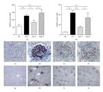 Myeloperoxidase Antibody in Immunohistochemistry (Paraffin) (IHC (P))