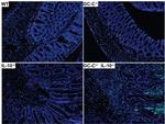 Myeloperoxidase Antibody in Immunohistochemistry (Paraffin) (IHC (P))