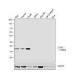 CD20 Antibody in Western Blot (WB)