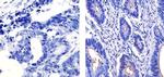 MUC1 Antibody in Immunohistochemistry (Paraffin) (IHC (P))