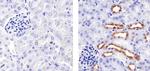 MUC1 Antibody in Immunohistochemistry (Paraffin) (IHC (P))