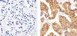 beta Tubulin Antibody in Immunohistochemistry (Paraffin) (IHC (P))