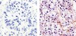 eNOS Antibody in Immunohistochemistry (Paraffin) (IHC (P))