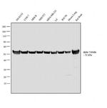 alpha Tubulin Antibody in Western Blot (WB)