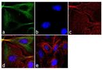 alpha Tubulin Antibody in Immunocytochemistry (ICC/IF)