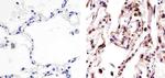 alpha Tubulin Antibody in Immunohistochemistry (Paraffin) (IHC (P))