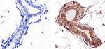 alpha Tubulin Antibody in Immunohistochemistry (Paraffin) (IHC (P))