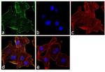 beta Actin Antibody in Immunocytochemistry (ICC/IF)