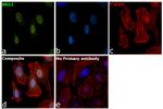 BRG1 Antibody in Immunocytochemistry (ICC/IF)