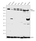 BRG1 Antibody in Western Blot (WB)