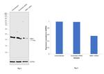 NME1 Antibody