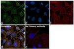 NME1 Antibody in Immunocytochemistry (ICC/IF)