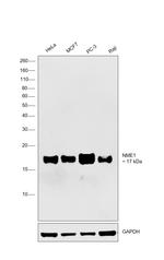 NME1 Antibody in Western Blot (WB)