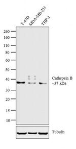 Cathepsin B Antibody in Western Blot (WB)