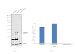 Cathepsin B Antibody