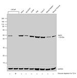 SKP2 Antibody in Western Blot (WB)