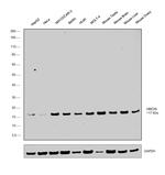 UBC13 Antibody in Western Blot (WB)