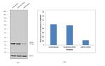 UBC13 Antibody in Western Blot (WB)