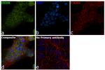 Dicer Antibody in Immunocytochemistry (ICC/IF)