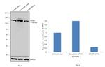 Dicer Antibody in Western Blot (WB)