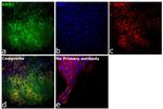 RRM1 Antibody in Immunocytochemistry (ICC/IF)