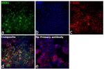 RRM1 Antibody in Immunocytochemistry (ICC/IF)