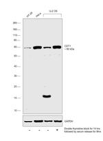 CDT1 Antibody