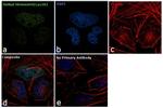 H4K20me1 Antibody in Immunocytochemistry (ICC/IF)