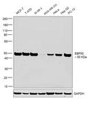 EBP50 Antibody