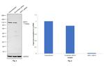 SIRT1 Antibody in Western Blot (WB)