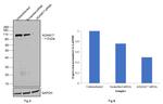 ADAM17 Antibody