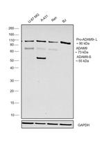 ADAM9 Antibody in Western Blot (WB)