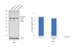 ADAM9 Antibody in Western Blot (WB)