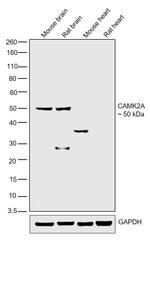 CaMKII alpha Antibody