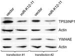 14-3-3 epsilon Antibody in Western Blot (WB)