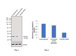 14-3-3 epsilon Antibody in Western Blot (WB)