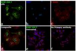 iNOS Antibody