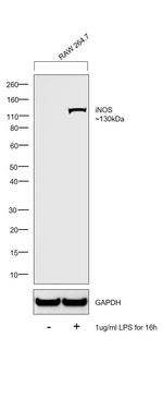 iNOS Antibody in Western Blot (WB)