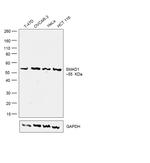 SMAD1 Antibody in Western Blot (WB)