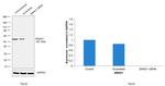 SMAD1 Antibody