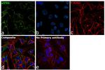 eIF4G Antibody in Immunocytochemistry (ICC/IF)