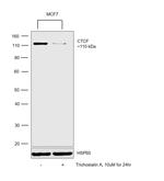 CTCF Antibody